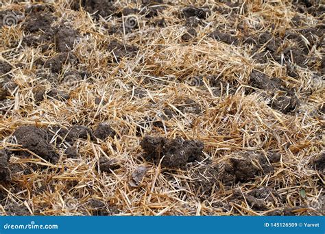 Dry Straw On The Ground Stock Image Image Of Beauty 145126509
