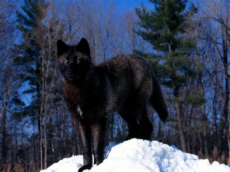 Free Download Black Wolf Wallpapers 1600x1200 For Your Desktop