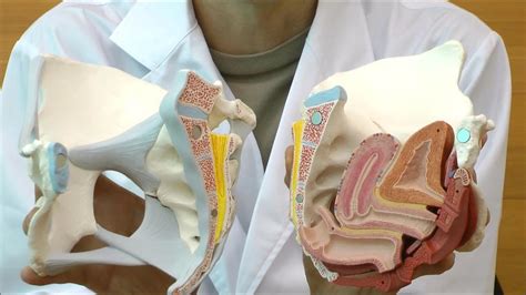 骨盤内臓と骨盤底筋の断面を確認できる女性骨盤模型│h203 Youtube