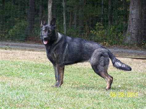 Because of its size, loyalty, and intelligence, it is often the breed of choice for police, military, and security units. Dark sable german shepherd puppies for sale texas