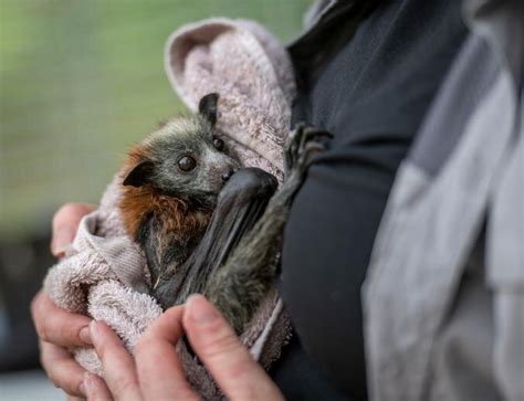 Flying Foxes Are Dying En Masse In Australias Extreme Heat — Natasha Daly