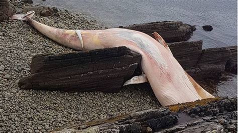 Whale Carcass Washes Up On Donegal Beach Bbc News