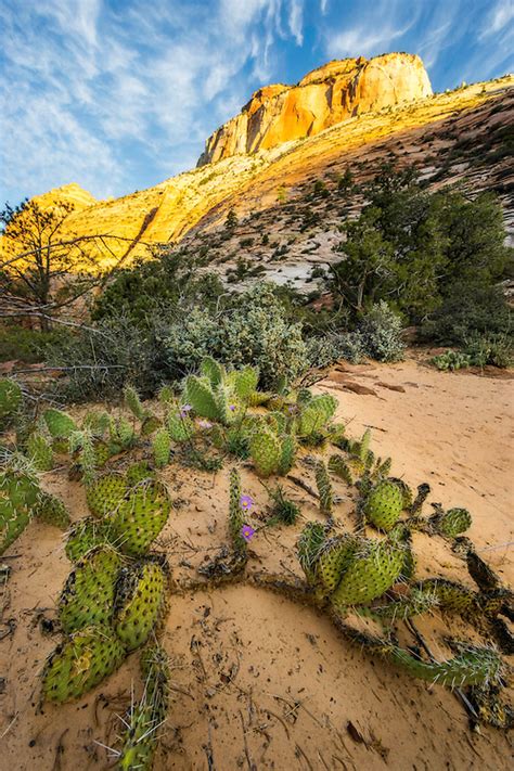 Desert Of Zion Utah Landscape Photography Clint Losee Photography