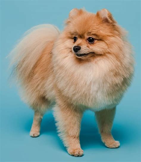 45 Pomeranian Haircuts Grooming Ideas For Dog Lovers 2023 Styles