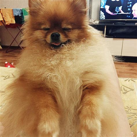 15 Funny Pomeranians Who Will Make You Smile Page 2 Of 3 Petpress