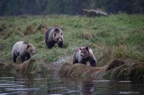 Grizzly Bears Of Knight Inlet British Columbia