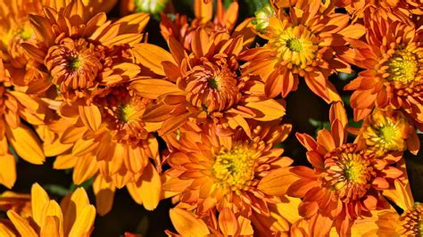 Orange Chrysanthemum Flowers Flowers Hd Wallpaper Peakpx