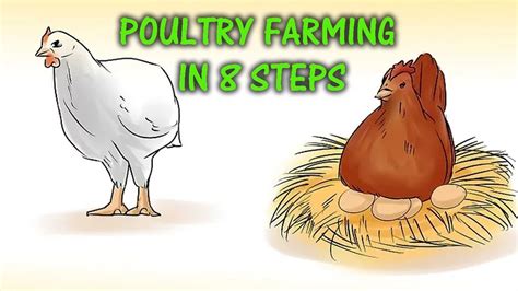How To Start Poultry Farm In 8 Steps Youtube