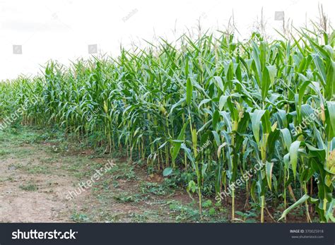 Corn Field Pathway Sky Stock Photo 370025918 Shutterstock