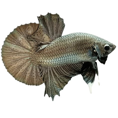 Gambar Ikan Cupang Perak Ikan Cupang Ikan Cupan Silver Ikan Png