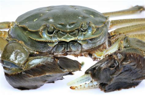 Chinese Mitten Crab Marine Pest Deck Invasive Species Guide Marine Pests Biosecurity