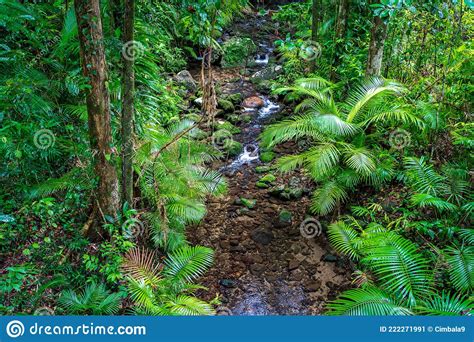 Beautiful Wet Tropics Forest In Mossman Gorge Unesco Heritage Site Queensland Australia Stock