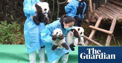 Fridays Best Photos Panda Monium And Peppers News The Guardian