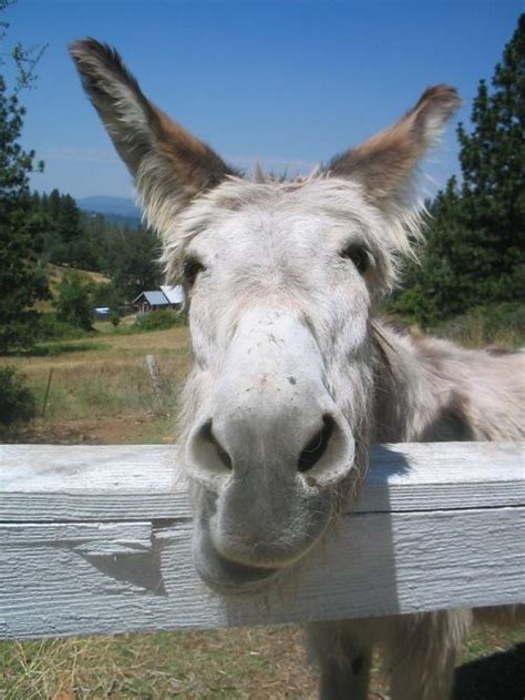 Free Photos Donkey Funny Face Search Download
