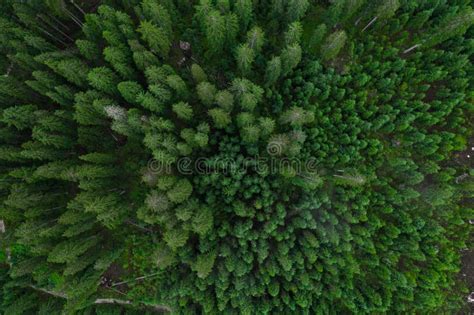 Aerial Top View Forest Texture Of Forest View From Above Copter Drone