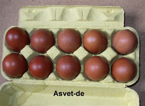Grosse schokobraune eier (gute fleischlieferanten, ruhiger charakter). 20 + 4 frische Bruteier von Marans, schwarz-kupfer und ...