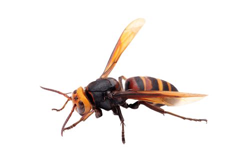 Bee control | Wasp control | Michael Armes Pest Control Services