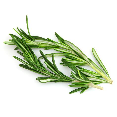 Whole Herb Rosemary Fused Olive Oil Olive The Best