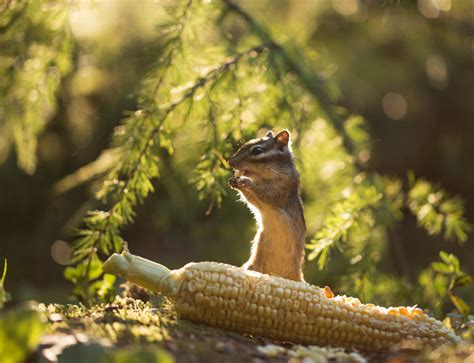 Chipmunk Eats Corn Wallpapers High Quality Download Free