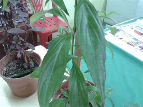 Well, i looked it up: The Miracle of Sabah Snake Grass (Clinacanthus Nutans) 优遁草 ...