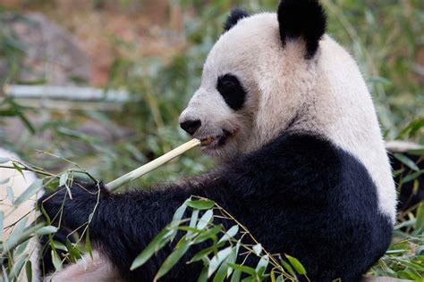 Giant Panda Conservation Zoo Atlanta