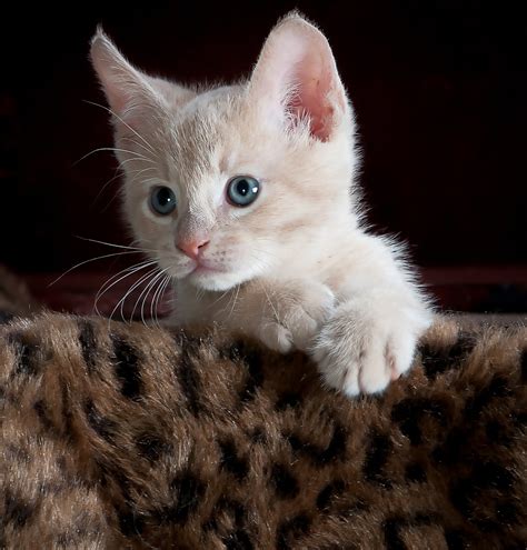 Gambar Kucing Comel Dan Manja Anak Kucing Lucu Dan Paling Cute Sangat
