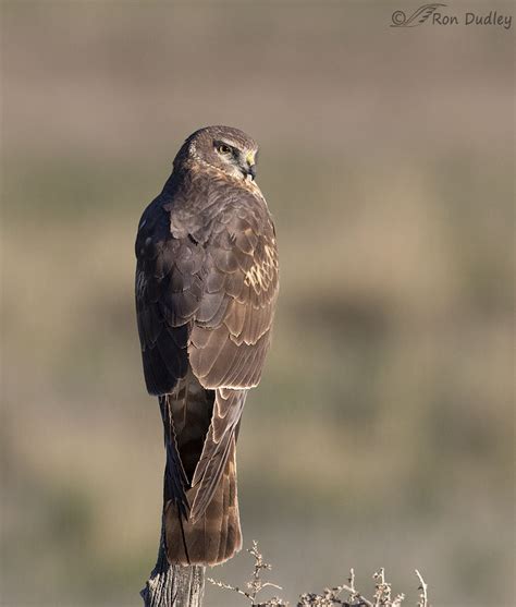 Why Was The Marsh Hawks Name Changed To Northern Harrier Feathered