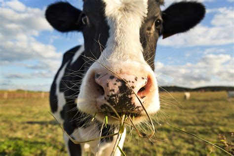 What Causes Mad Cow Disease