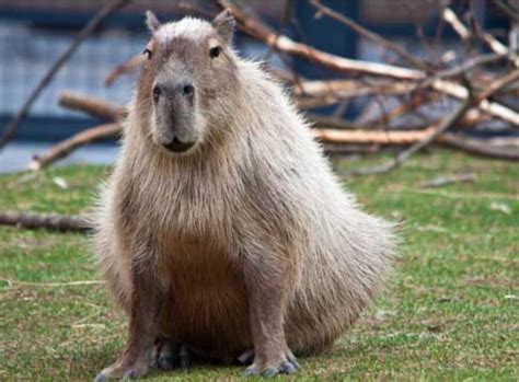 Hunters Advised No Iguana Hunting In Pos And Eat All The Capybaras