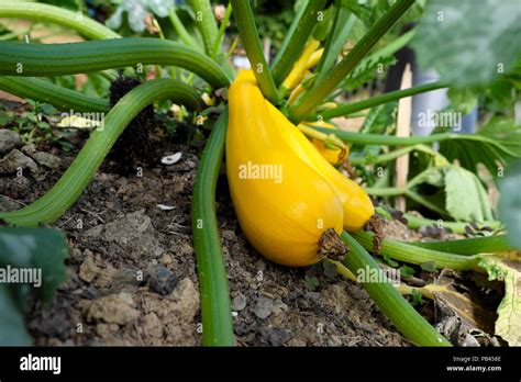 Summer Squash Plant Hi Res Stock Photography And Images Alamy