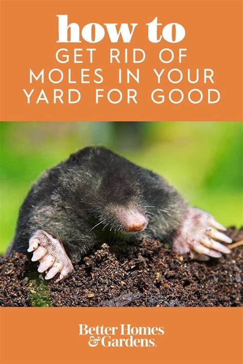 Heres How To Get Rid Of Moles In Your Yard For Good Modern Design