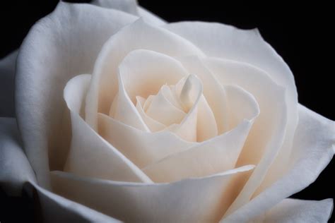 Close Up Of A White Rose