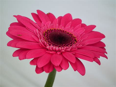 Beautiful Pink Gerbera Flower Close Up Wallpapers And