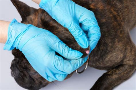 Different Ways Of Removing Warts On Dogs A2z Pets Info