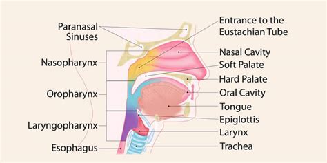 What Is Pharynx Amazing Facts About Pharynx Parts Function And