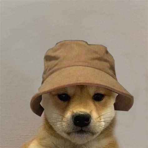 A Small Dog Wearing A Hat On Top Of Its Head And Looking At The Camera