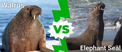 Walrus Vs Elephant Seal 5 Key Differences A Z Animals