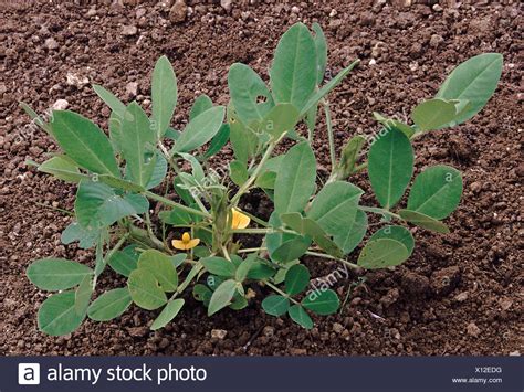 Groundnut Plant High Resolution Stock Photography And Images Alamy