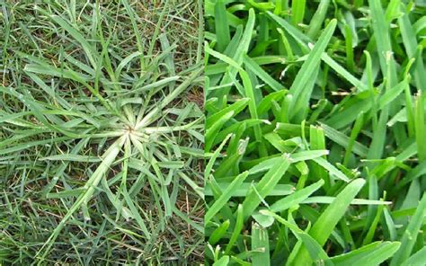 Crab Grass Vs St Augustine Grass Which Is Right For Your Lawn