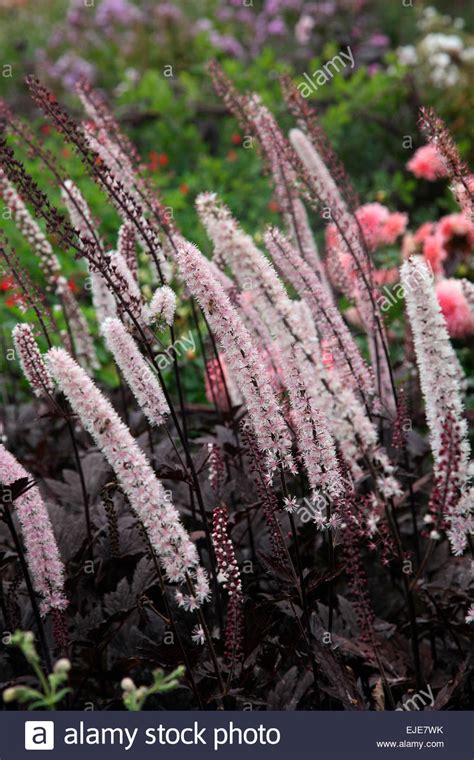 Actaea Simplex Pink Spike Stock Photo Royalty Free Image 80218815