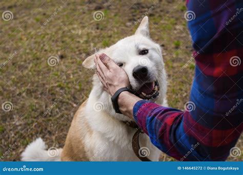 A Happy Beautiful Smiling Akita Inu Dog Is Petted By A Master In A