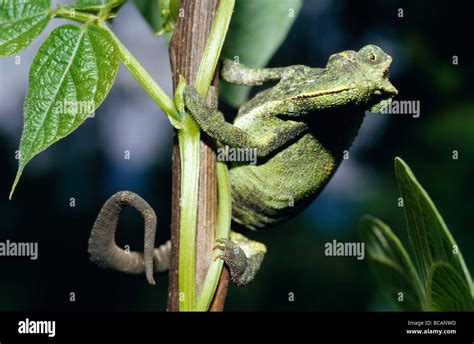 An Alert Camouflaged African Blue Eyed Green Chameleon Hunting Prey