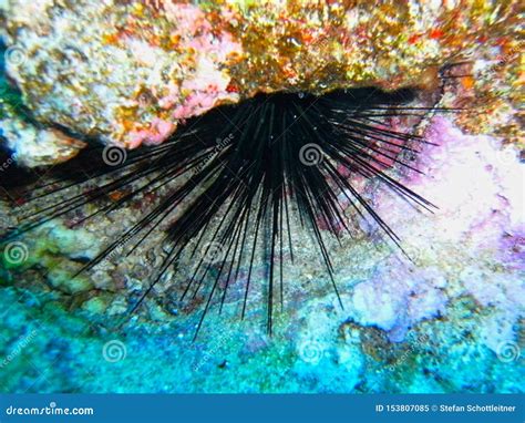 A Sea Urchin Between Corals Stock Image Image Of Ocean Diadema