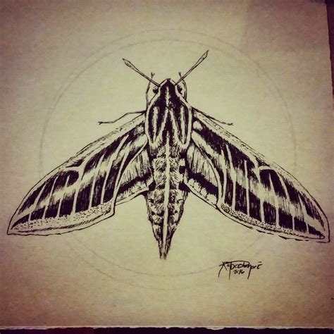 Ginger Moth Drawing Moth Drawing Moth Drawings