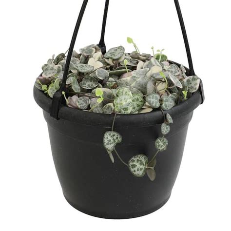 Altman Plants 6 In Variegated Chain Of Hearts Ceropegia Woodii