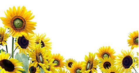 Collection Of Sunflowers Png Pluspng