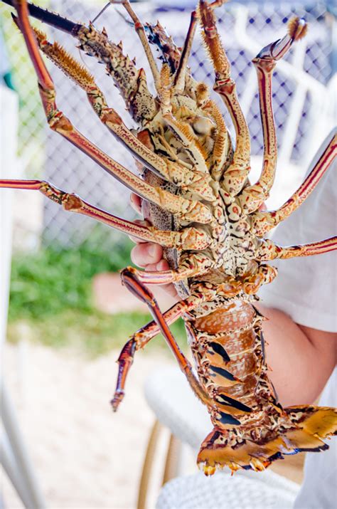 Caribbean Lobster — Not Your Average Maine Lobster