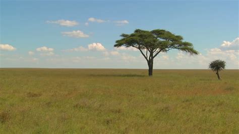 A Lonely Tree On The Serengeti Plain In Africa Stock Footage Video