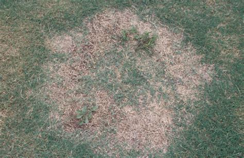 How To Identify And Control Spring Dead Spot Greencast Syngenta