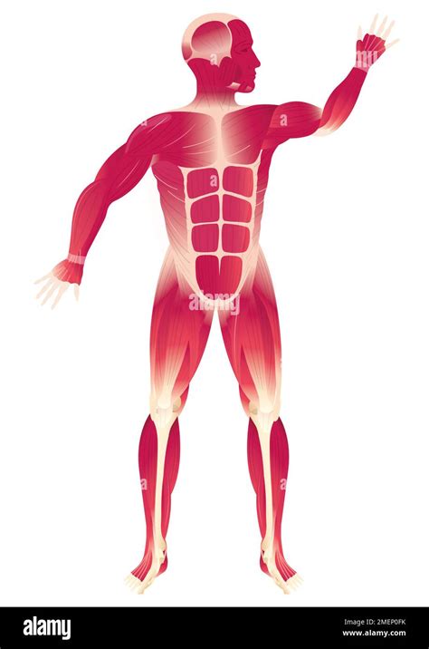 Muscles Human Body Muscles Stock Photo Alamy